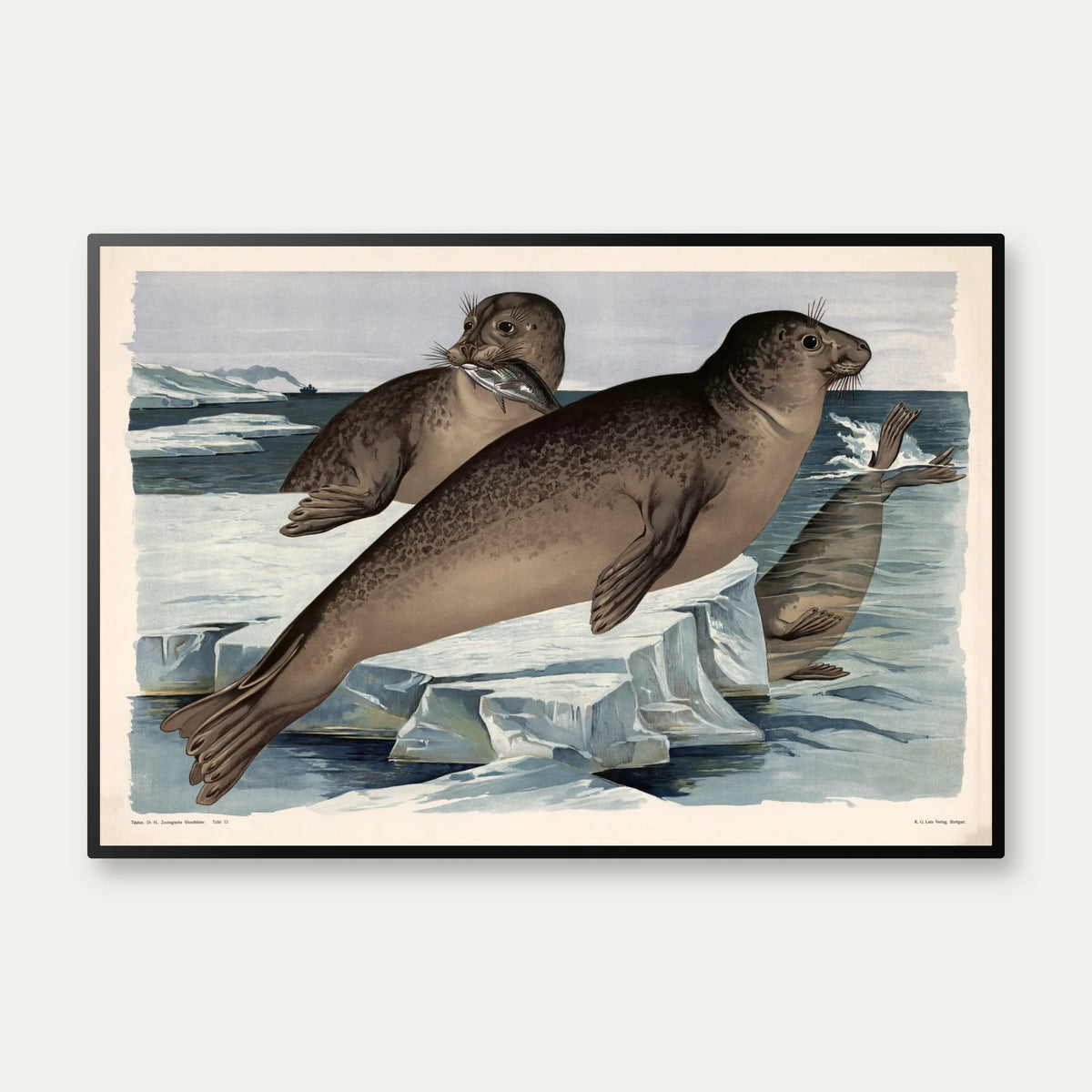 Sæl 1910 - Zoologisk planche – billede 1