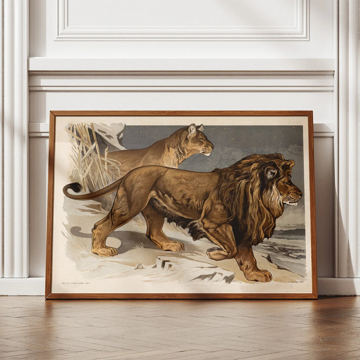 Løve 1910 - Zoologisk planche – billede 2
