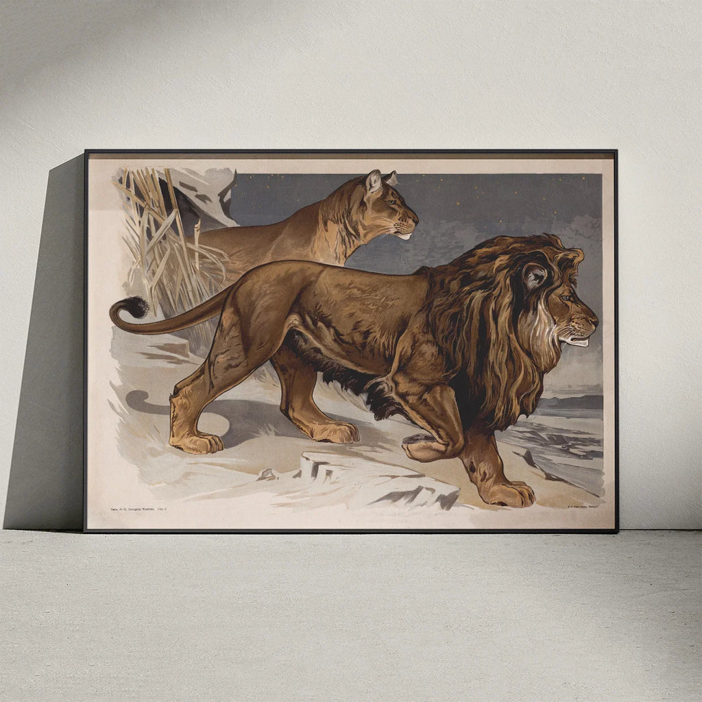 Løve 1910 - Zoologisk planche – billede 3