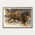 Løve 1910 - Zoologisk planche – billede 1