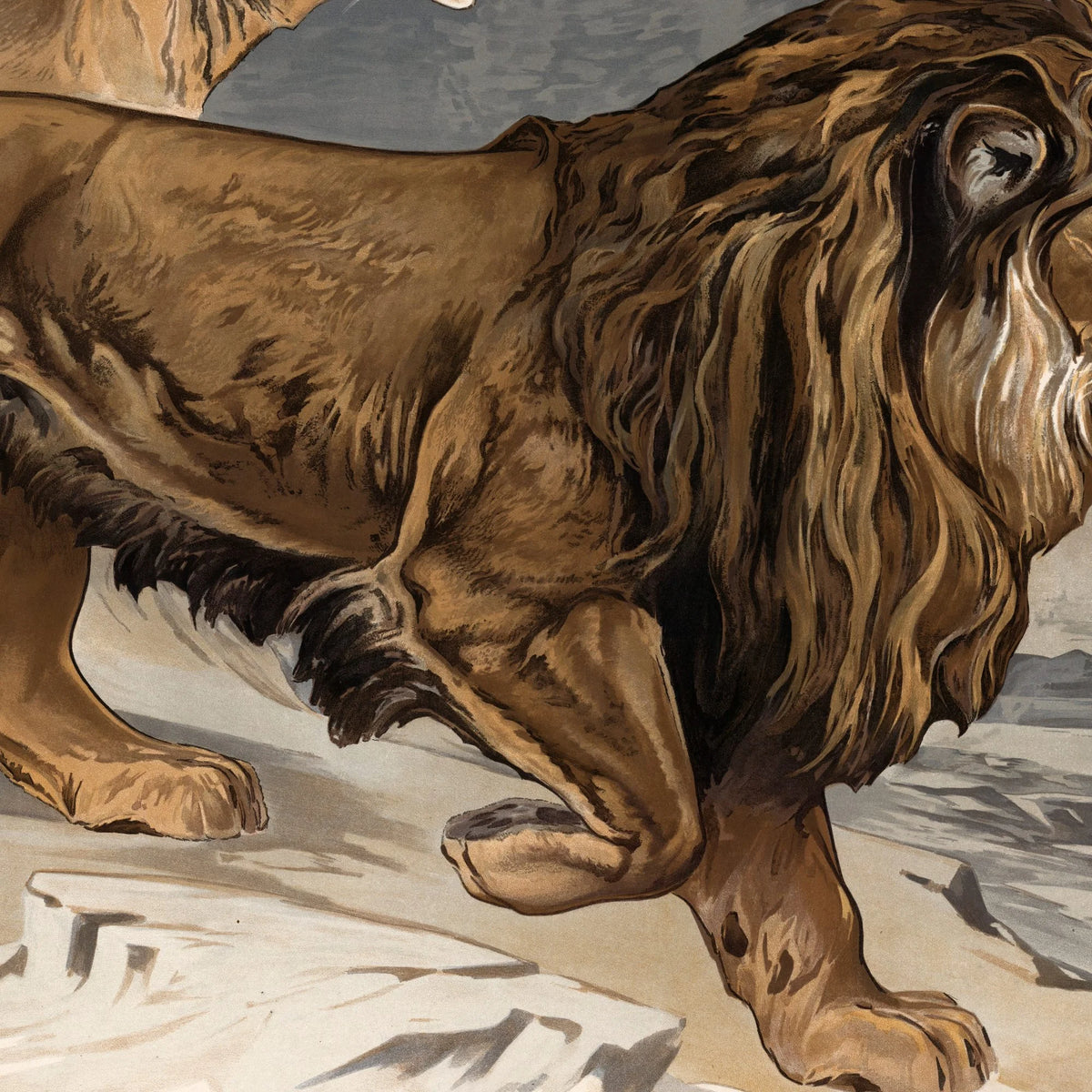 Løve 1910 - Zoologisk planche – billede 4