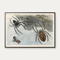Korsedderkop 1910 - Zoologisk planche – billede 1