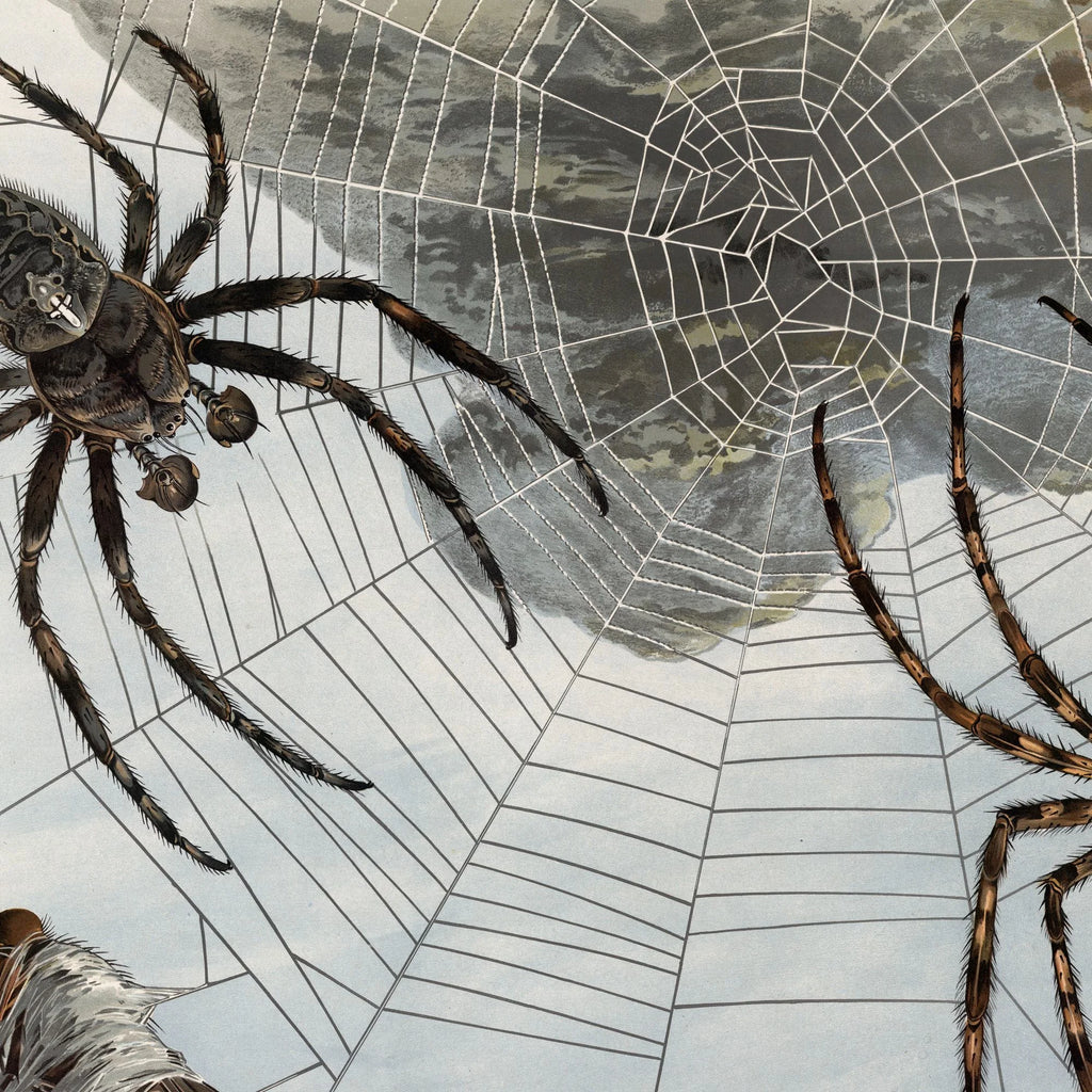 Korsedderkop 1910 - Zoologisk planche – billede 4