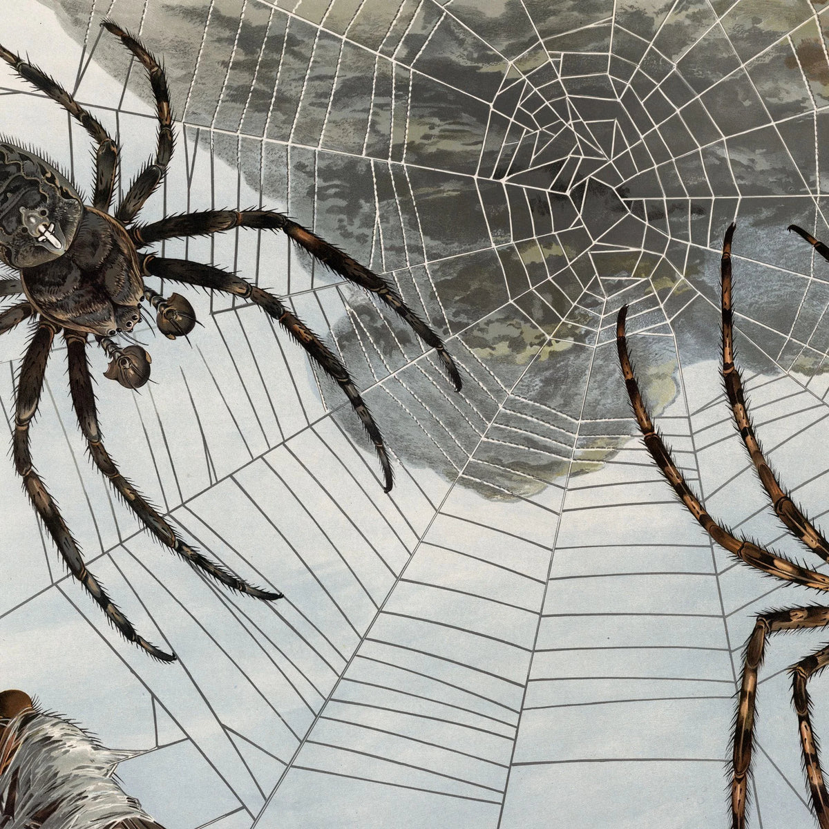 Korsedderkop 1910 - Zoologisk planche – billede 4