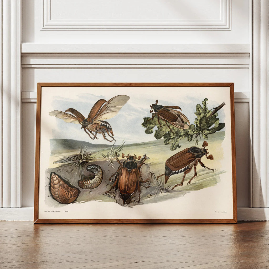 Oldenborre 1910 - Zoologisk planche – billede 2