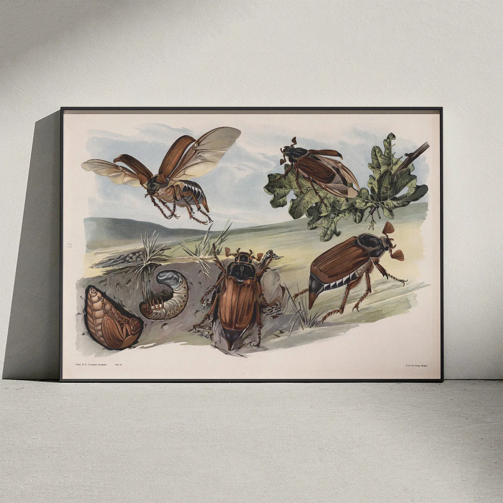 Oldenborre 1910 - Zoologisk planche – billede 3