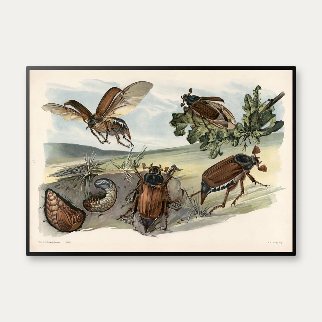 Oldenborre 1910 - Zoologisk planche – billede 1