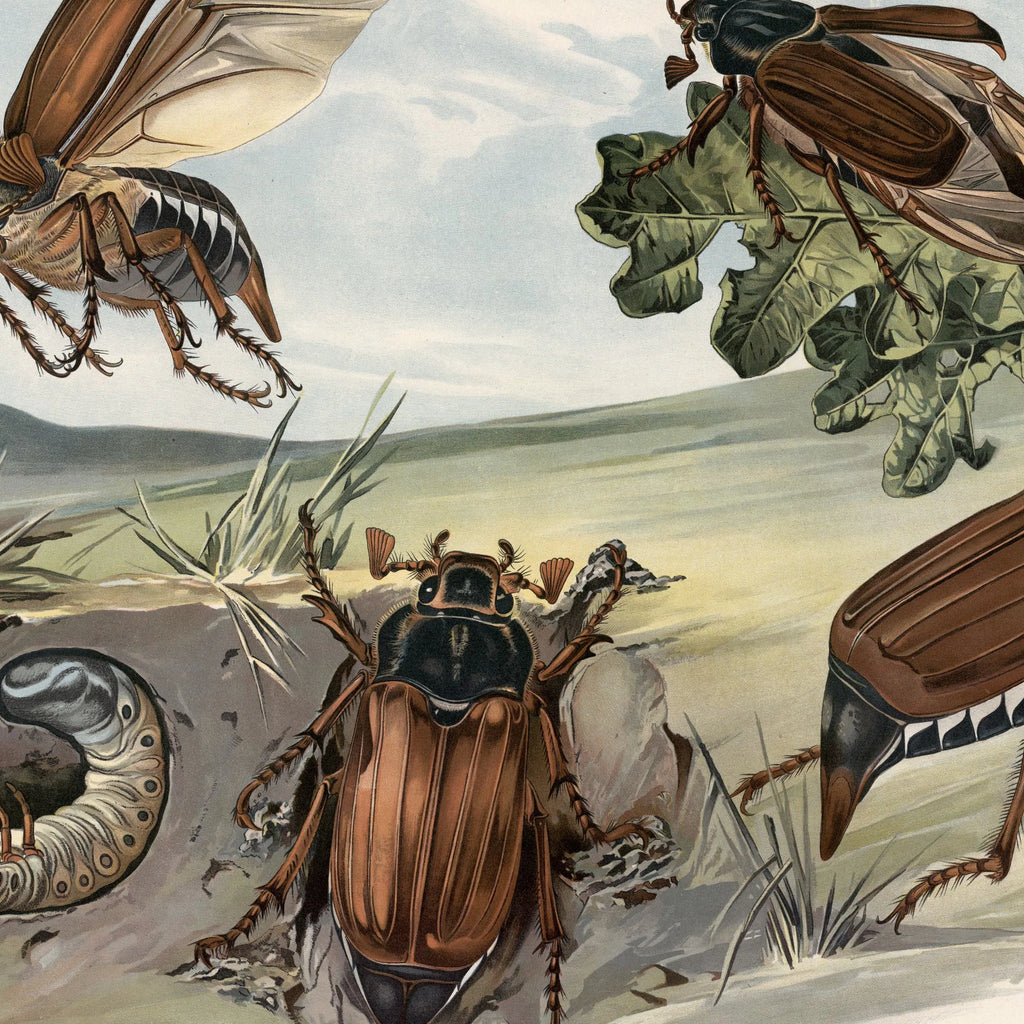 Oldenborre 1910 - Zoologisk planche – billede 4
