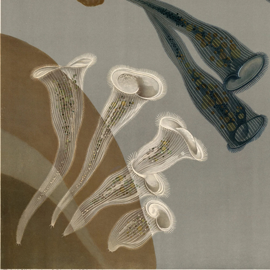 Infusionsdyr med fimrehår 1910 - Mikroskopisk planche – billede 4