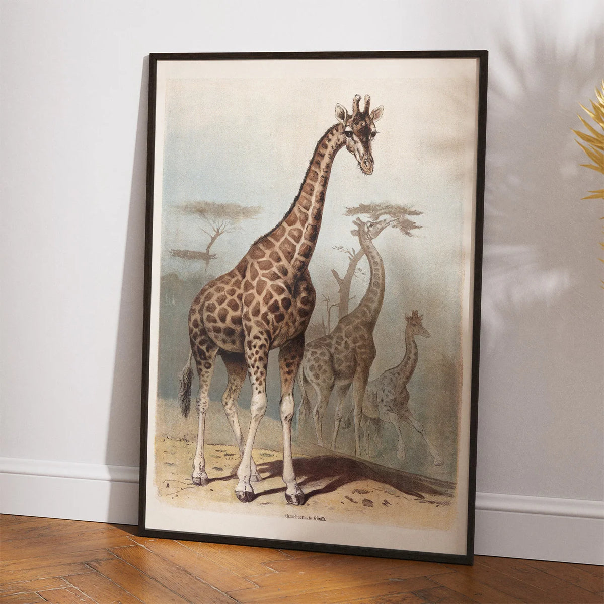 Giraf 1890 - Zoologisk planche – billede 2