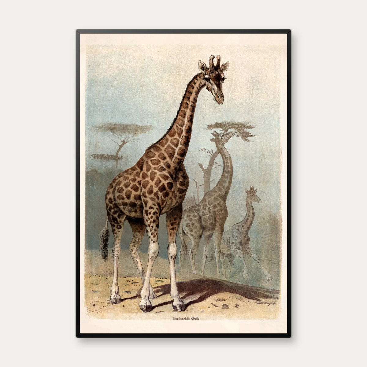 Giraf 1890 - Zoologisk planche – billede 1