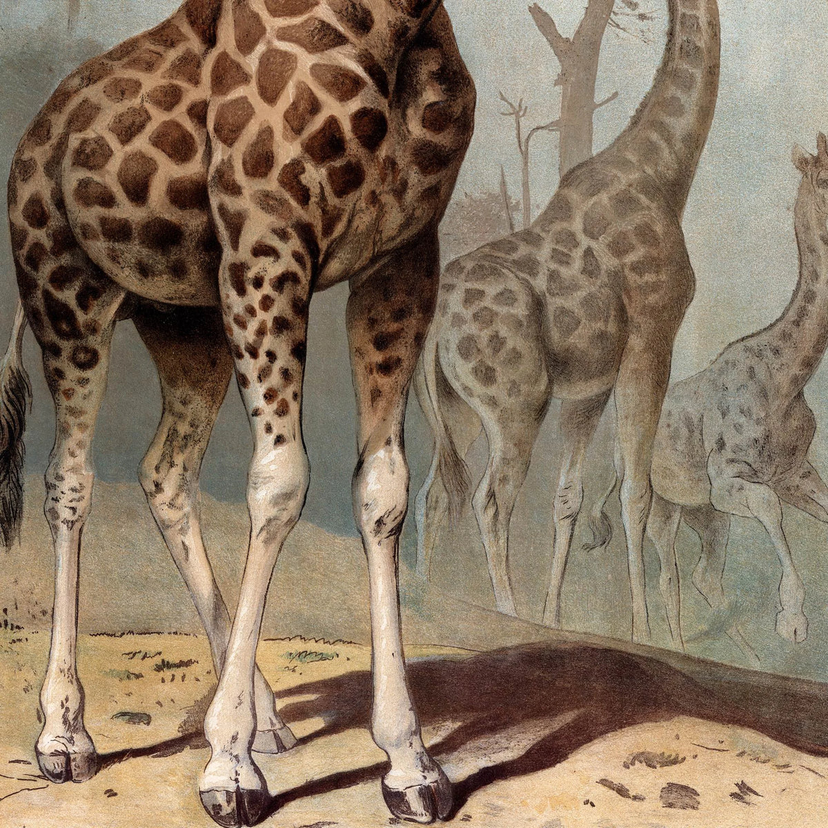 Giraf 1890 - Zoologisk planche – billede 4