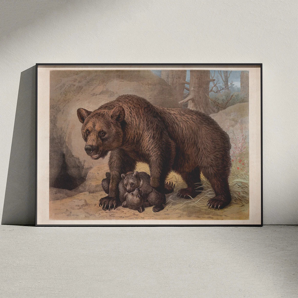 Brun bjørn 1890 - Zoologisk planche – billede 3