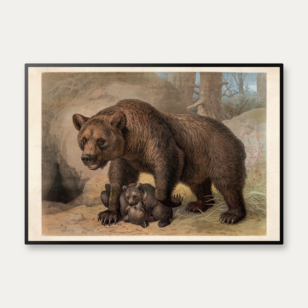 Brun bjørn 1890 - Zoologisk planche – billede 1