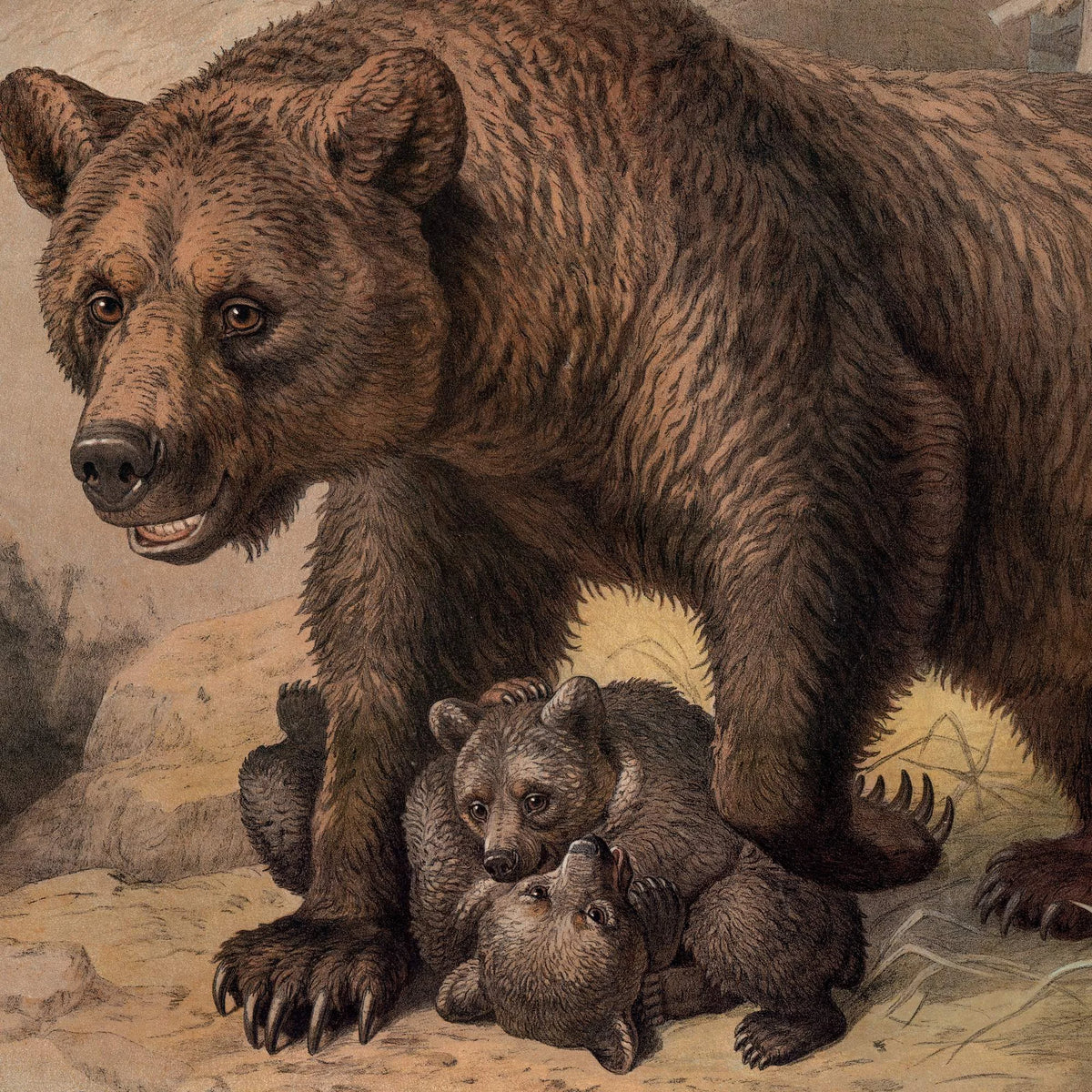 Brun bjørn 1890 - Zoologisk planche – billede 4