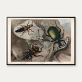 Rovbiller og ådselsbiller 1890 - Zoologisk planche – billede 1