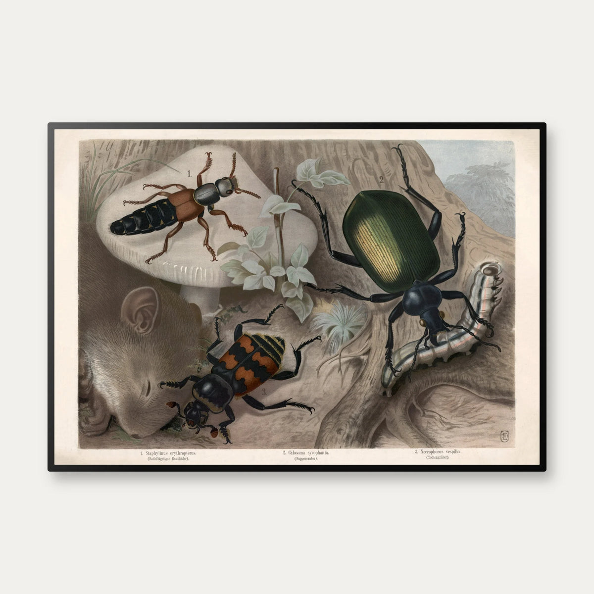 Rovbiller og ådselsbiller 1890 - Zoologisk planche – billede 1