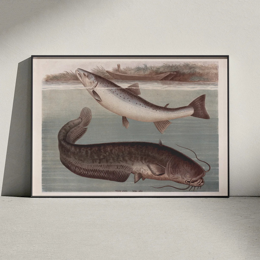 Malle og laks 1890 - Zoologisk planche – billede 3