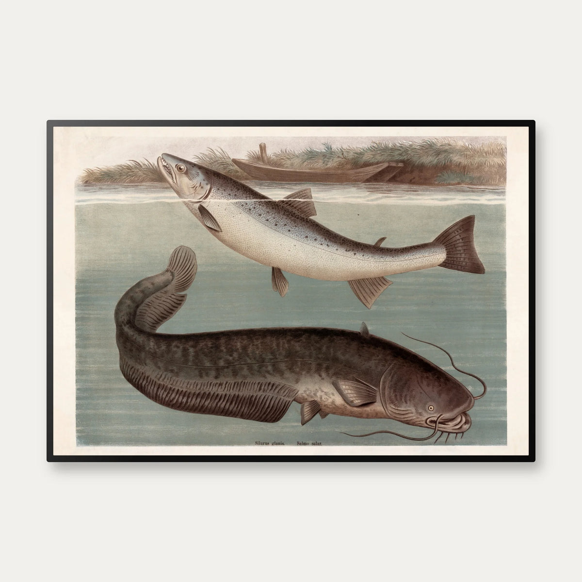 Malle og laks 1890 - Zoologisk planche – billede 1