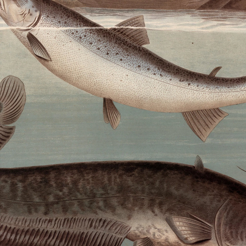 Malle og laks 1890 - Zoologisk planche – billede 4