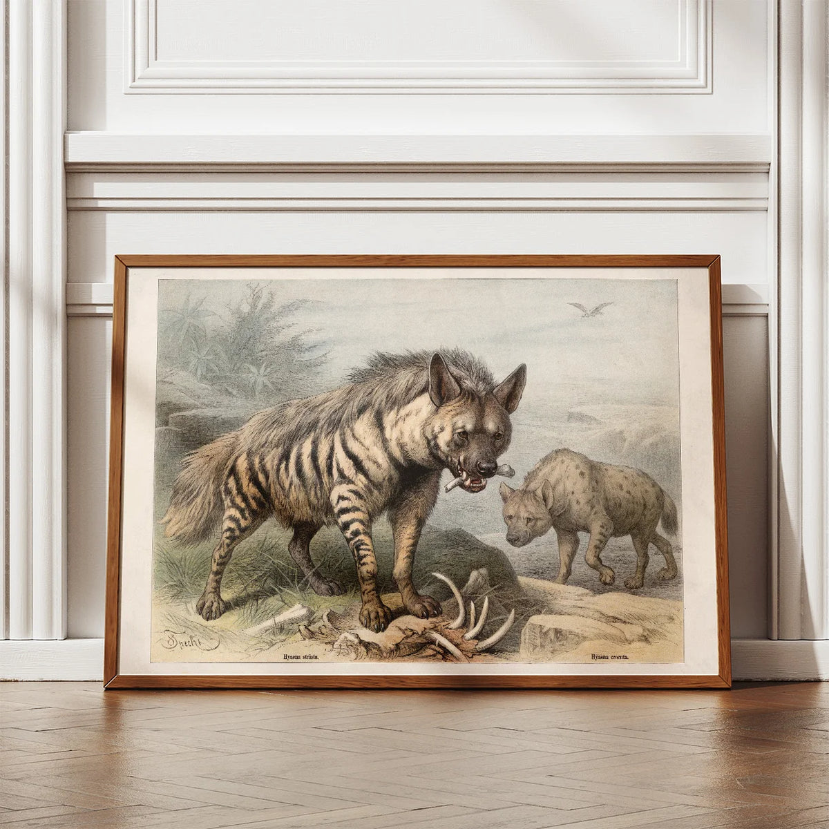 Hyæne 1890 - Zoologisk planche – billede 2