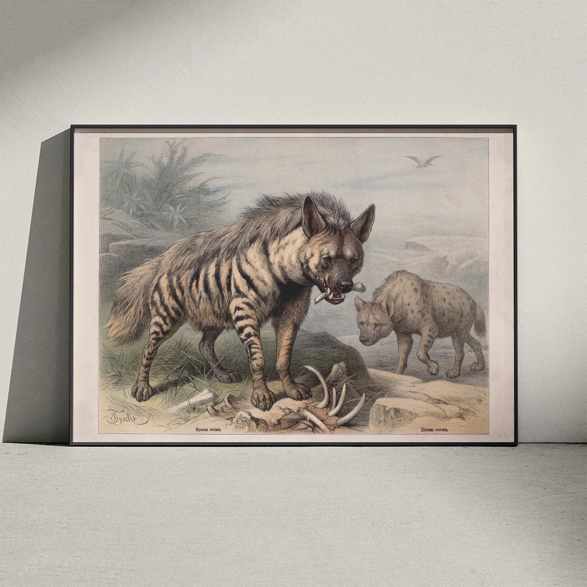 Hyæne 1890 - Zoologisk planche – billede 3
