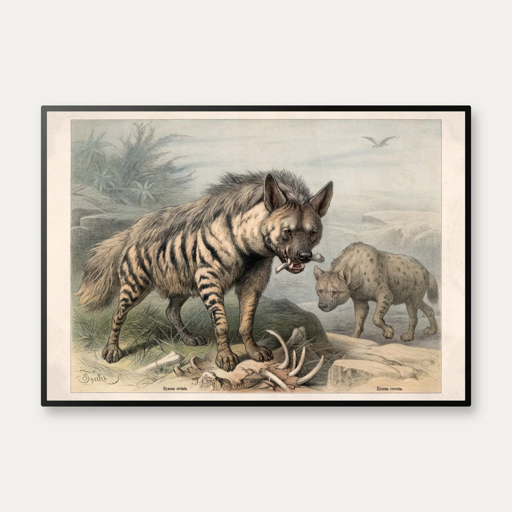 Hyæne 1890 - Zoologisk planche – billede 1