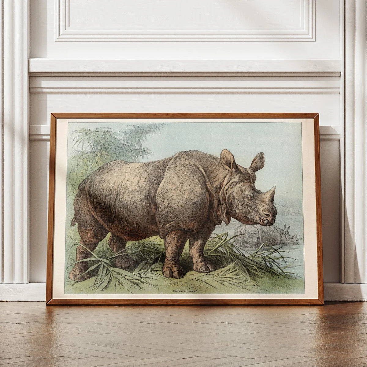 Næsehorn 1890 - Zoologisk planche – billede 2