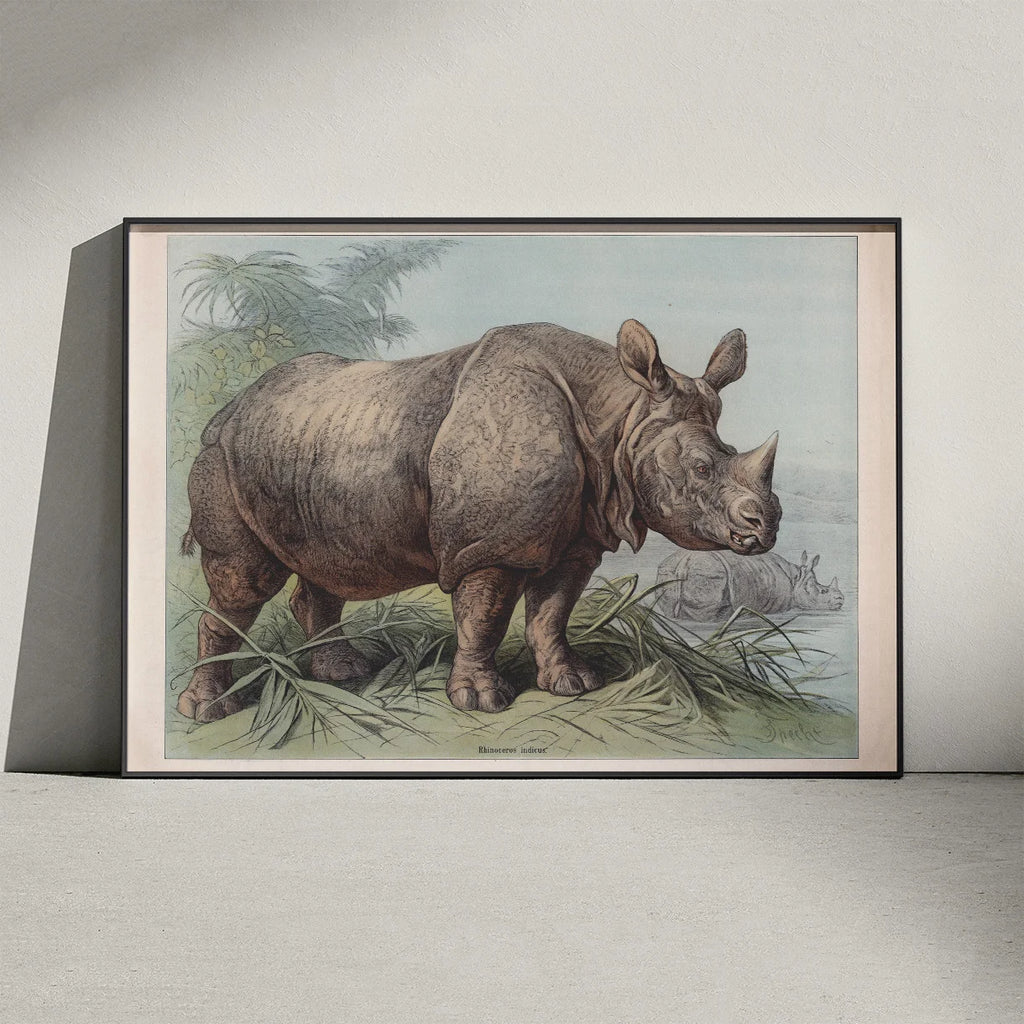 Næsehorn 1890 - Zoologisk planche – billede 3