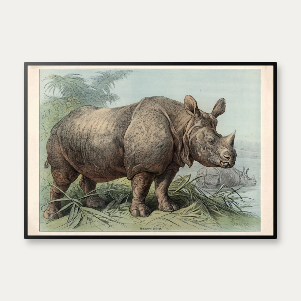Næsehorn 1890 - Zoologisk planche – billede 1