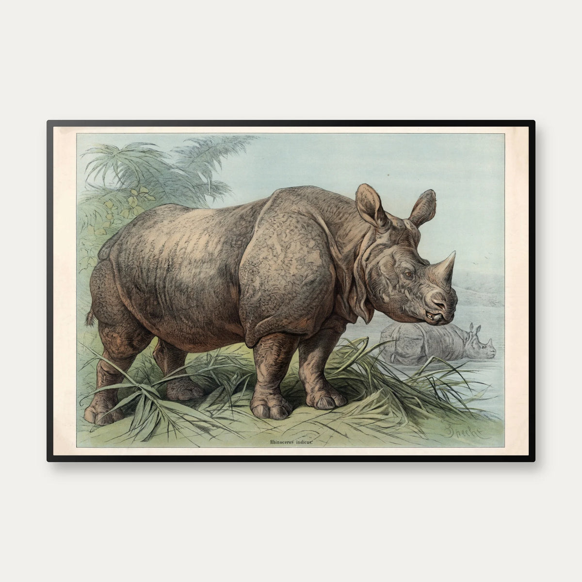 Næsehorn 1890 - Zoologisk planche – billede 1