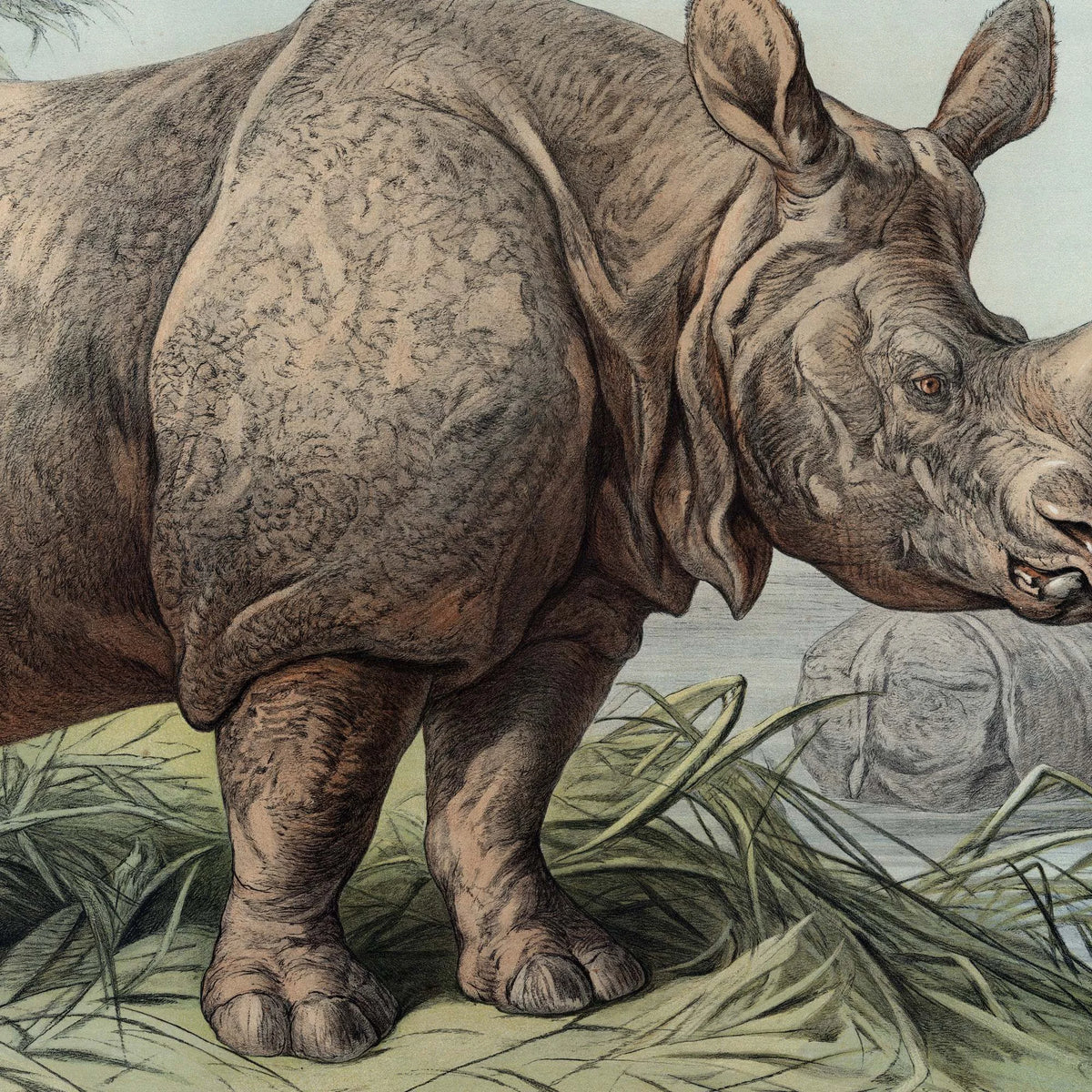 Næsehorn 1890 - Zoologisk planche – billede 4