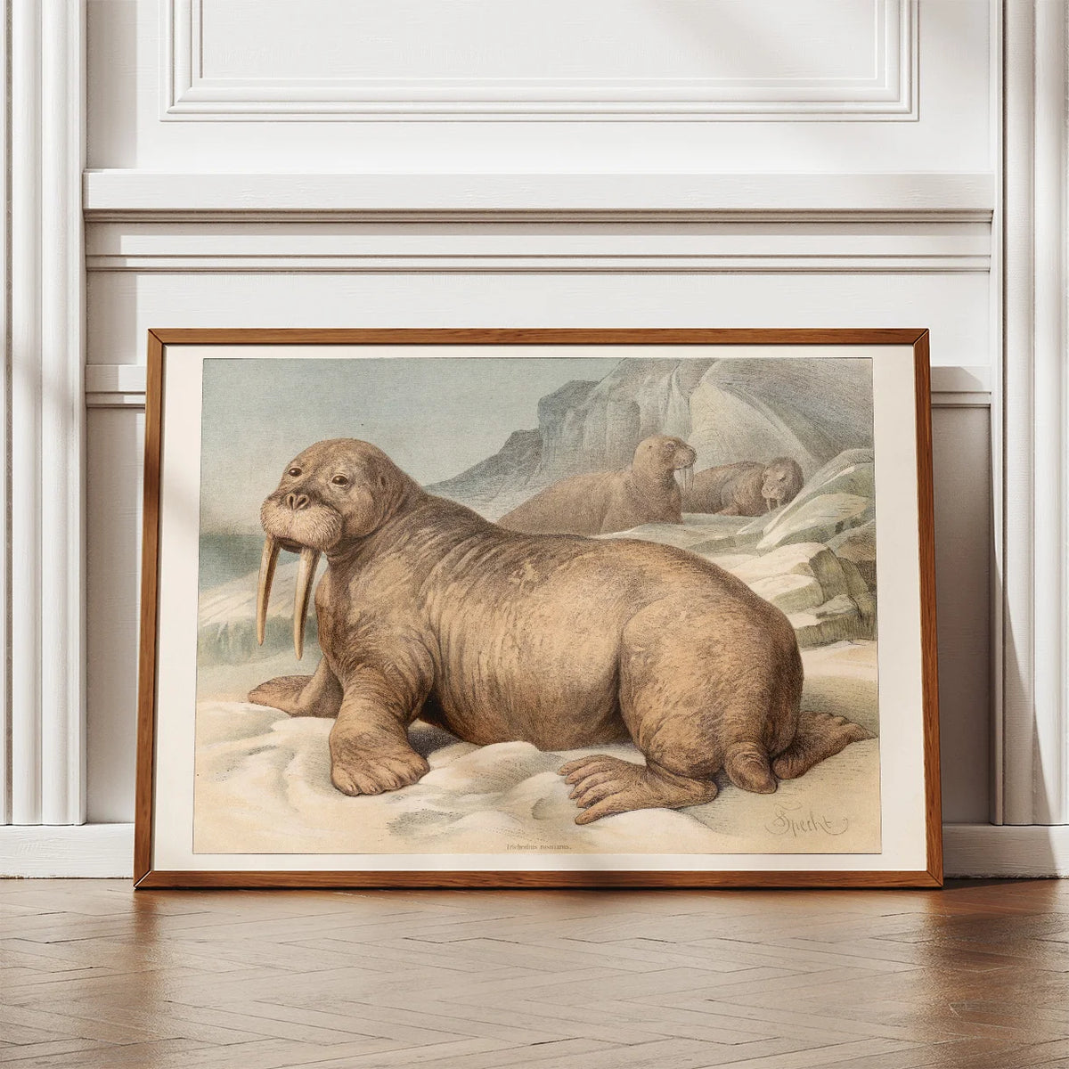 Hvalros 1890 - Zoologisk planche – billede 2