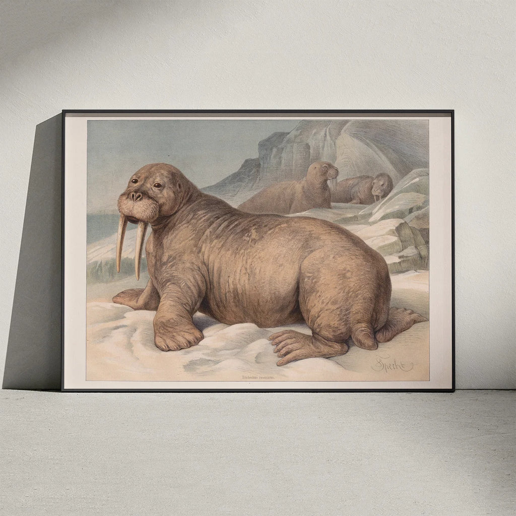 Hvalros 1890 - Zoologisk planche – billede 3