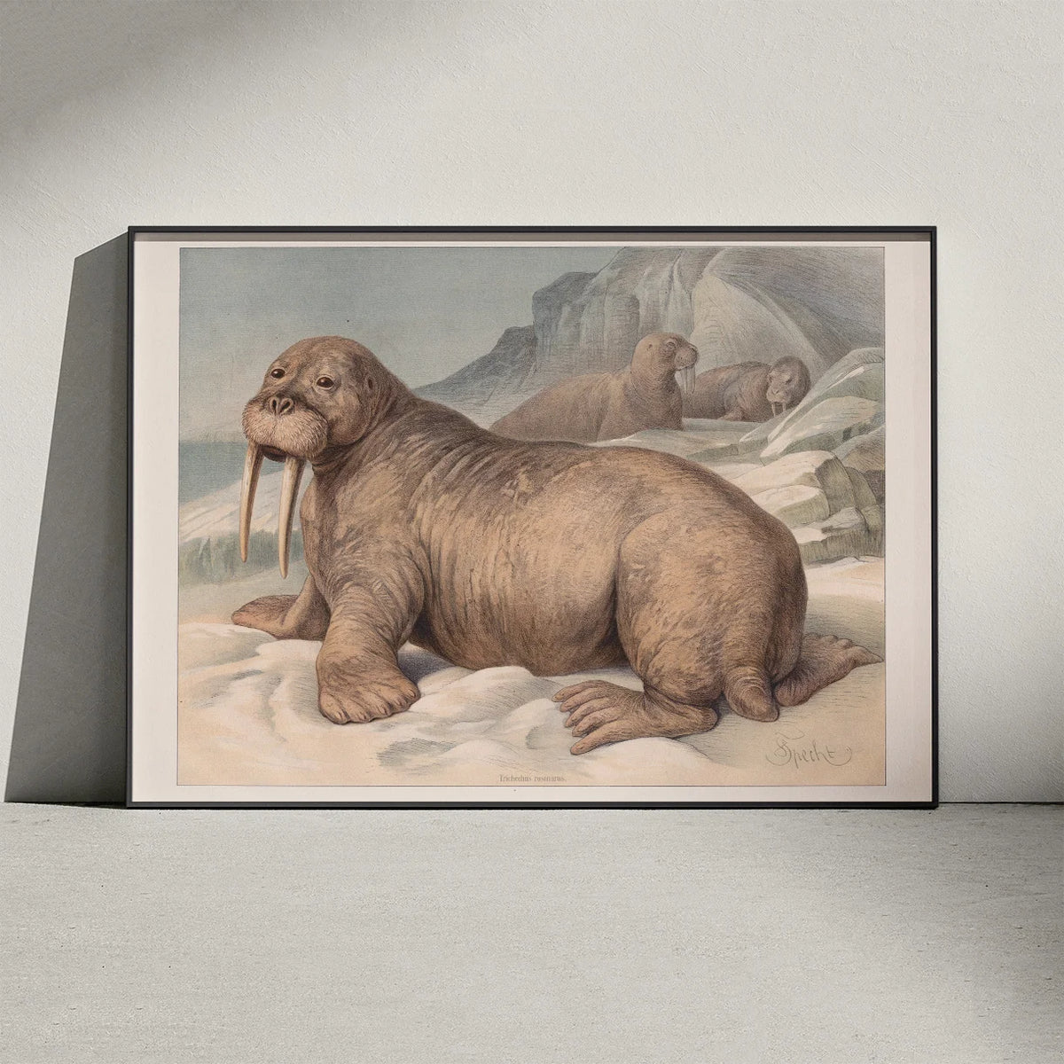 Hvalros 1890 - Zoologisk planche – billede 3
