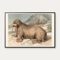 Hvalros 1890 - Zoologisk planche – billede 1