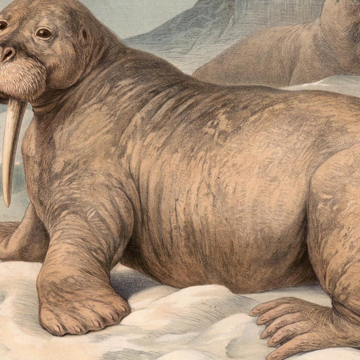 Hvalros 1890 - Zoologisk planche – billede 4