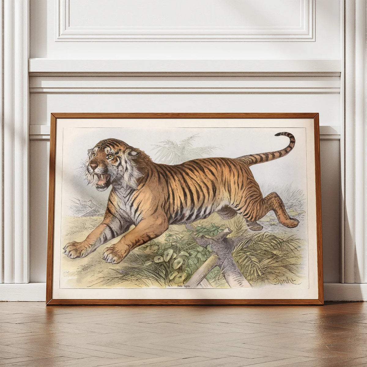 Tiger 1890 - Zoologisk planche – billede 2