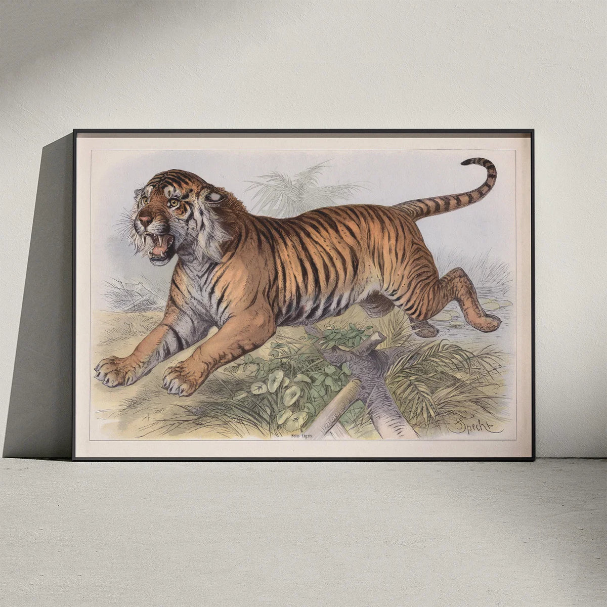 Tiger 1890 - Zoologisk planche – billede 3