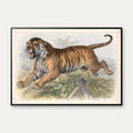 Tiger 1890 - Zoologisk planche – billede 1