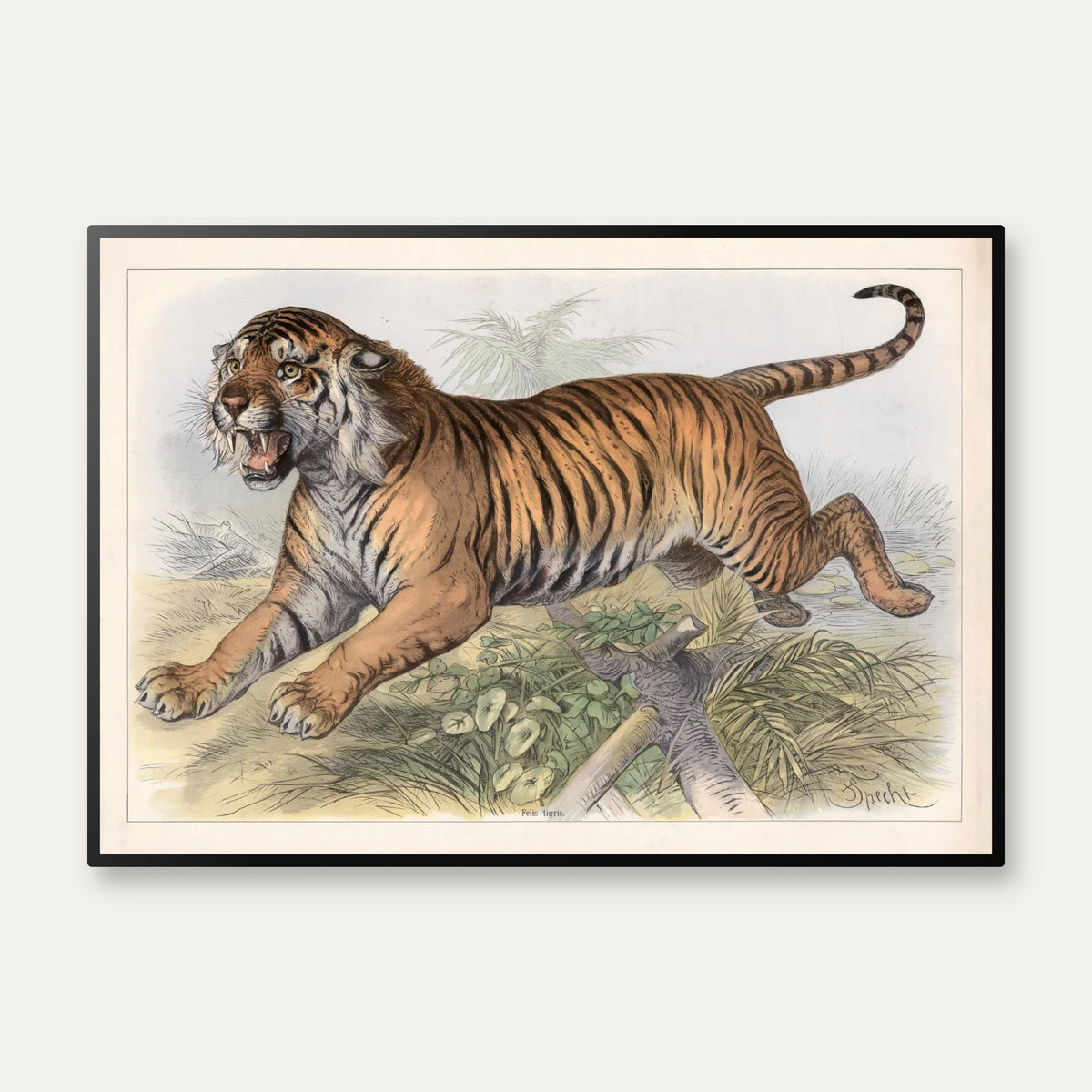 Tiger 1890 - Zoologisk planche – billede 1