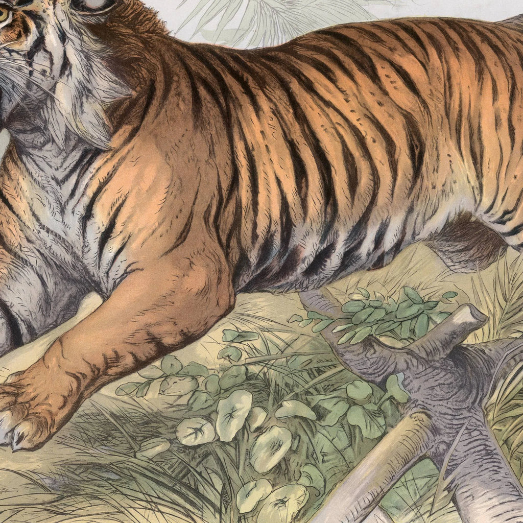 Tiger 1890 - Zoologisk planche – billede 4