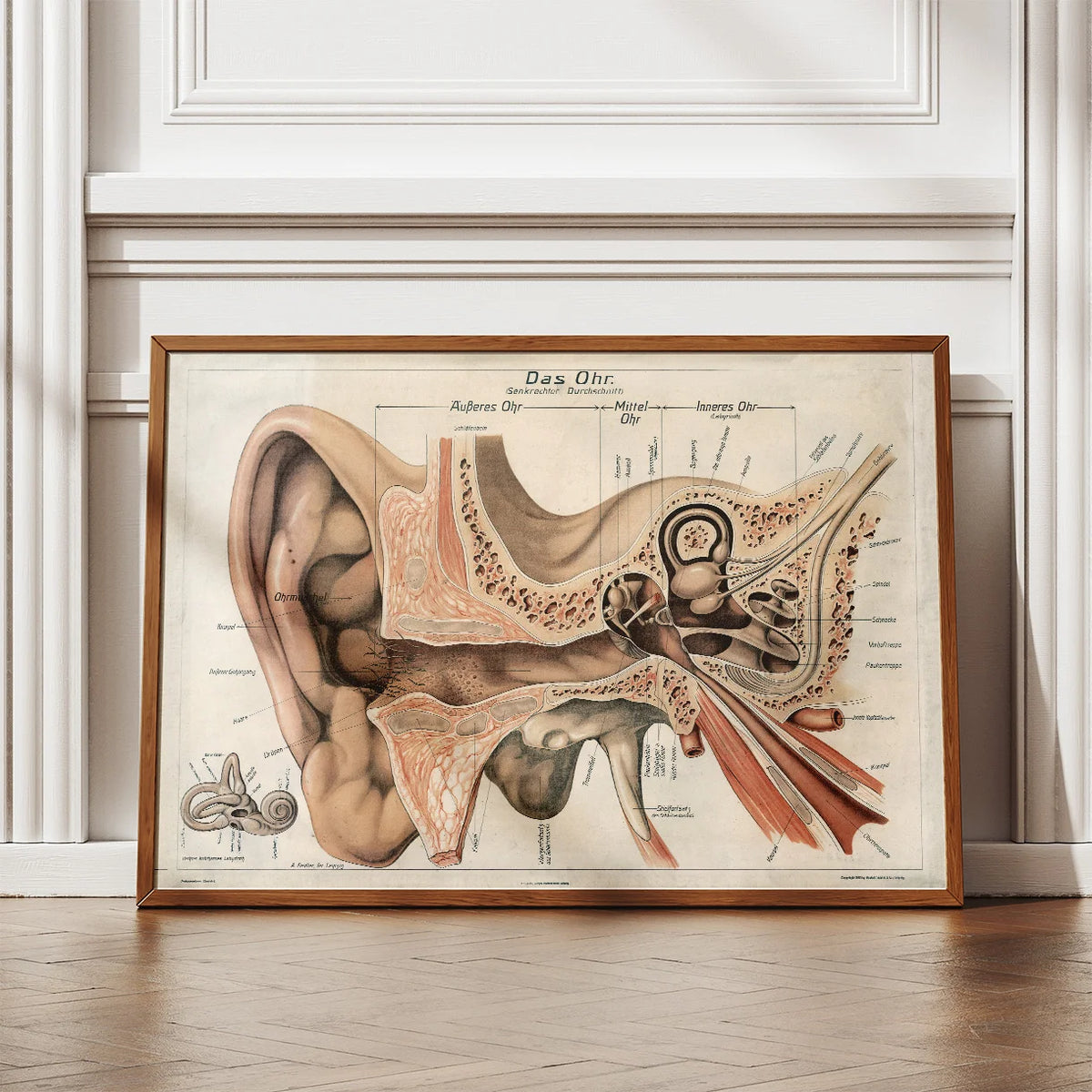 Øret 1916 - Anatomisk planche – billede 2