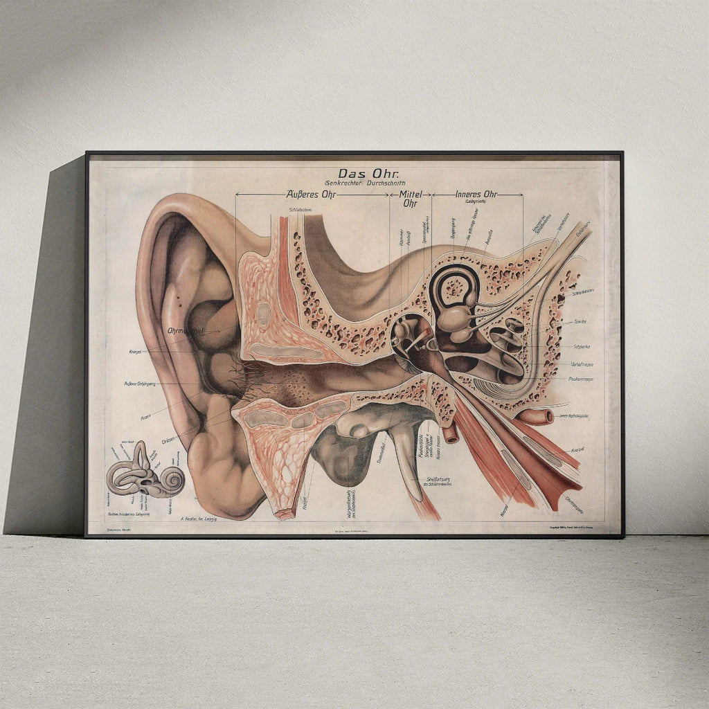 Øret 1916 - Anatomisk planche – billede 3