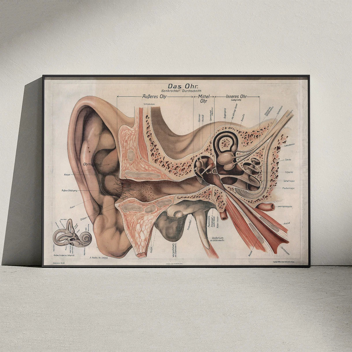 Øret 1916 - Anatomisk planche – billede 3