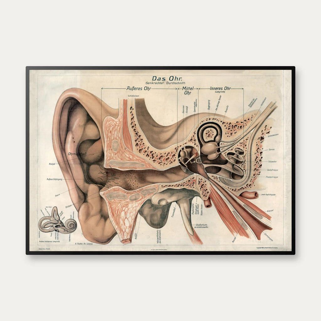 Øret 1916 - Anatomisk planche – billede 1