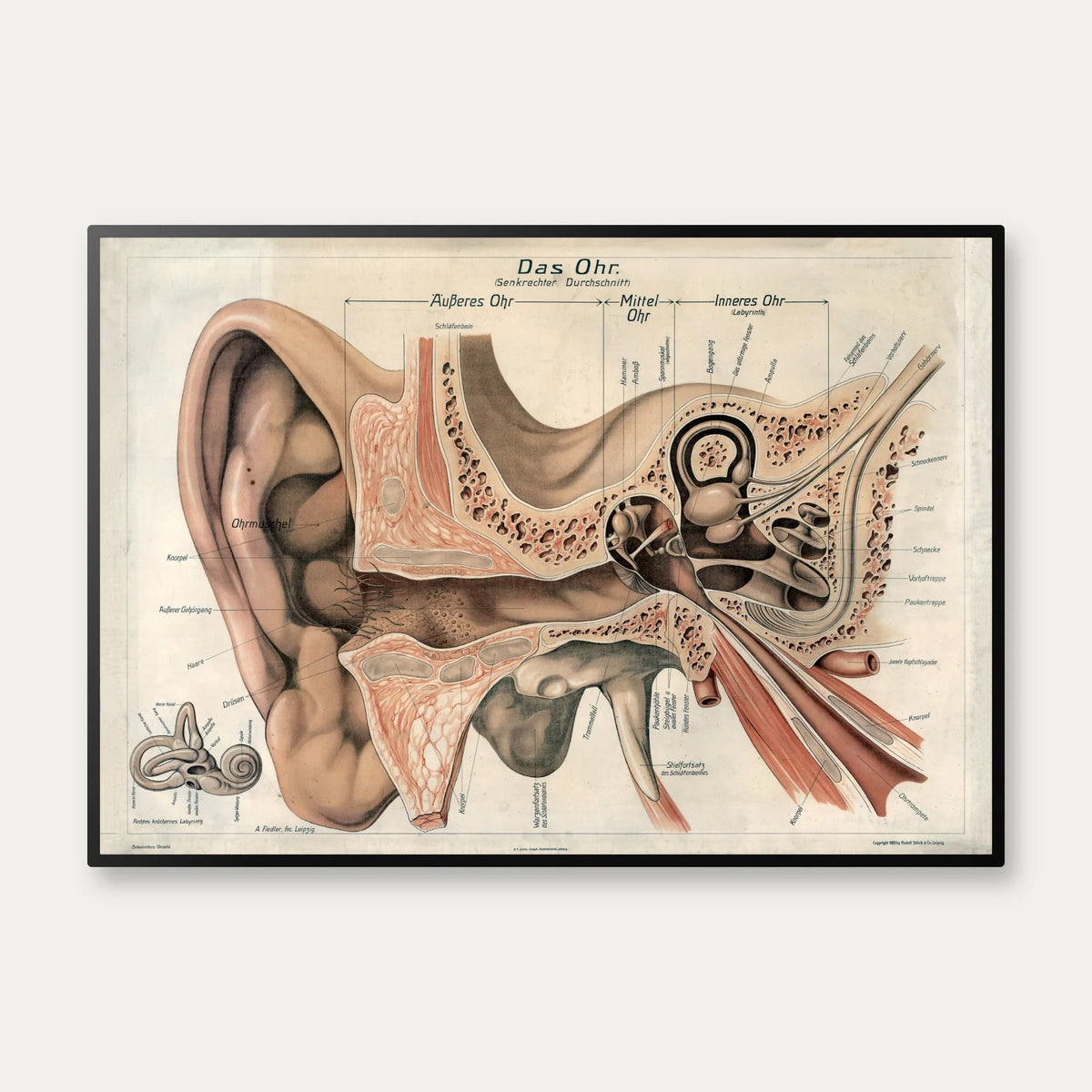 Øret 1916 - Anatomisk planche – billede 1