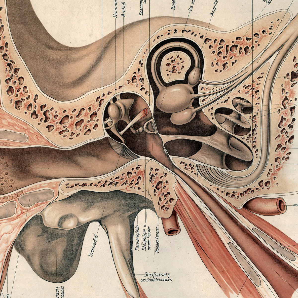 Øret 1916 - Anatomisk planche – billede 4