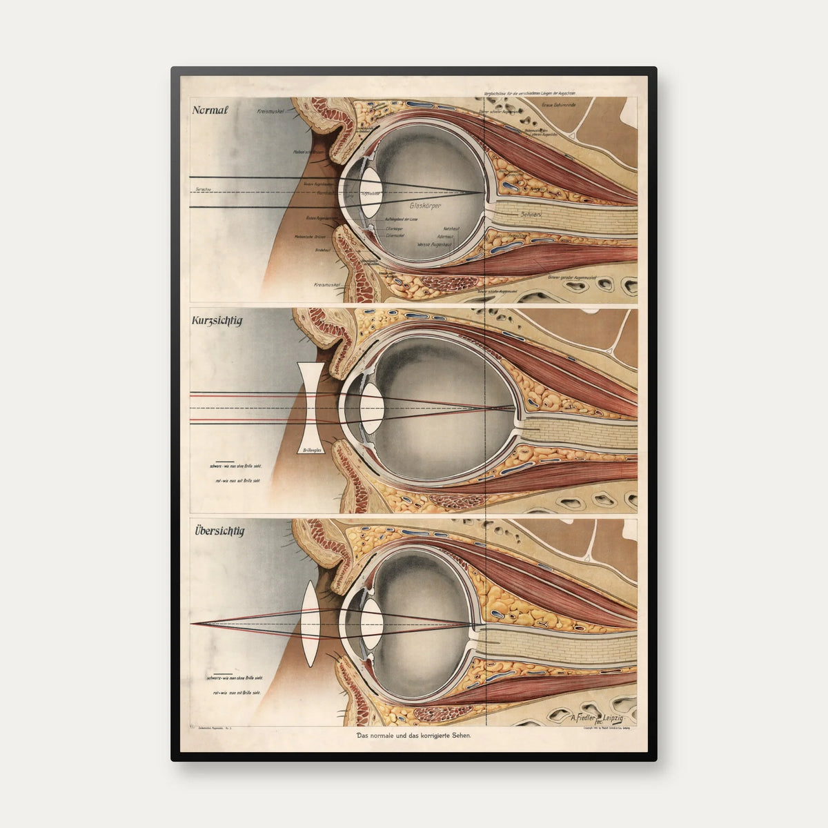Øjet 1916 - Anatomisk planche – billede 1