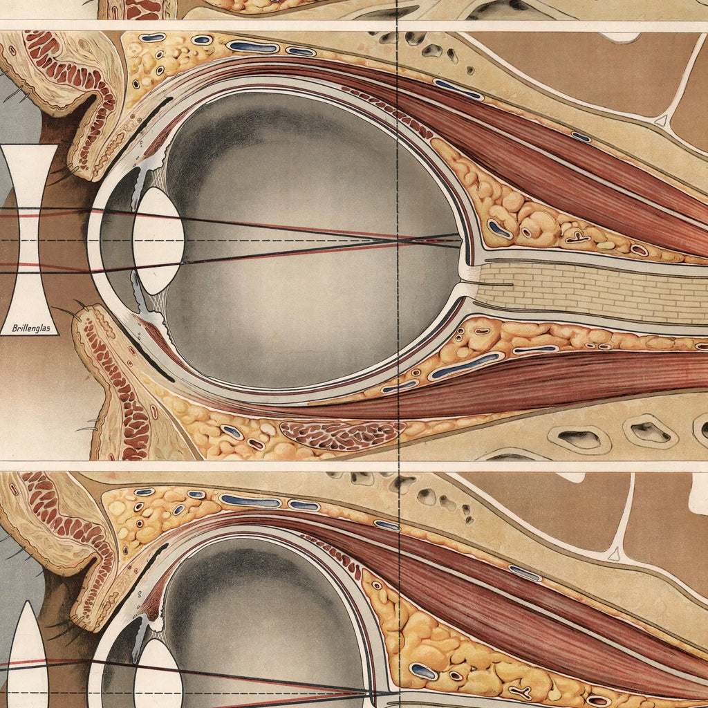 Øjet 1916 - Anatomisk planche – billede 4